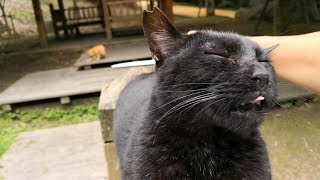 撫でると思わず声が出てしまう黒猫