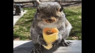 Squirrel Eating Eggroll Breaks The Internet, Clout Chasing Squirrels