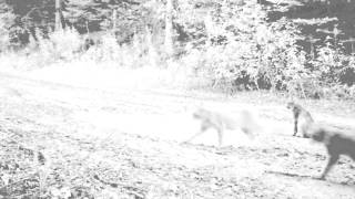 Lynx with kittens on Bushnell trophy cam camera trap
