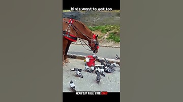 Respect to the Kind Horse 🐴❤️ #trending #animals #wildlife #shorts #horse #birds #youtube