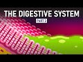 The making of feces  digestive system