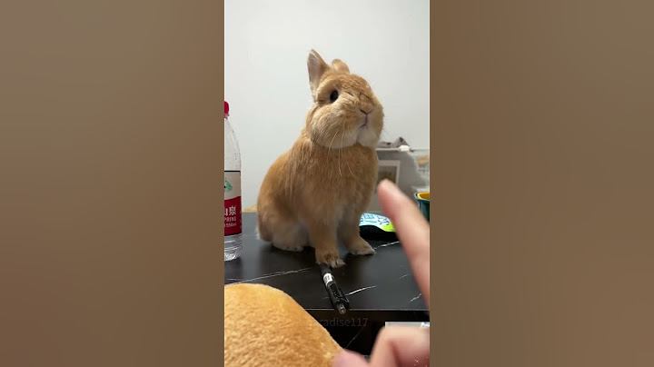 Angry Rabbits 🐇 #rabbit #bunny #pets #animals #petcare #petvideos #fyp #shorts #challenge