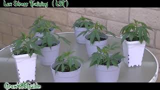 How to LST Low Stress Training