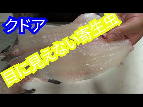 ヒラメの三枚おろしをしながら寄生虫クドアの話