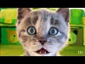 Little Kitten Friends - School  home maths pet kitty sim game3663E86EE #849