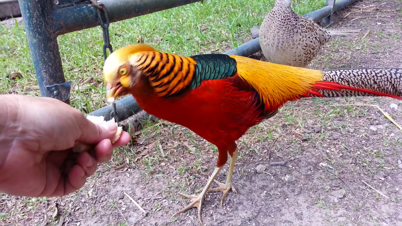 Golden Pheasant Bird Facts (Chrysolophus pictus)