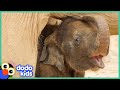 Baby Elephant Can’t Figure Out His Trunk | How To Be An Elephant | Dodo Kids