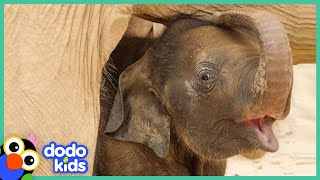 Baby Elephant Can’t Figure Out His Trunk | How To Be An Elephant | Dodo Kids