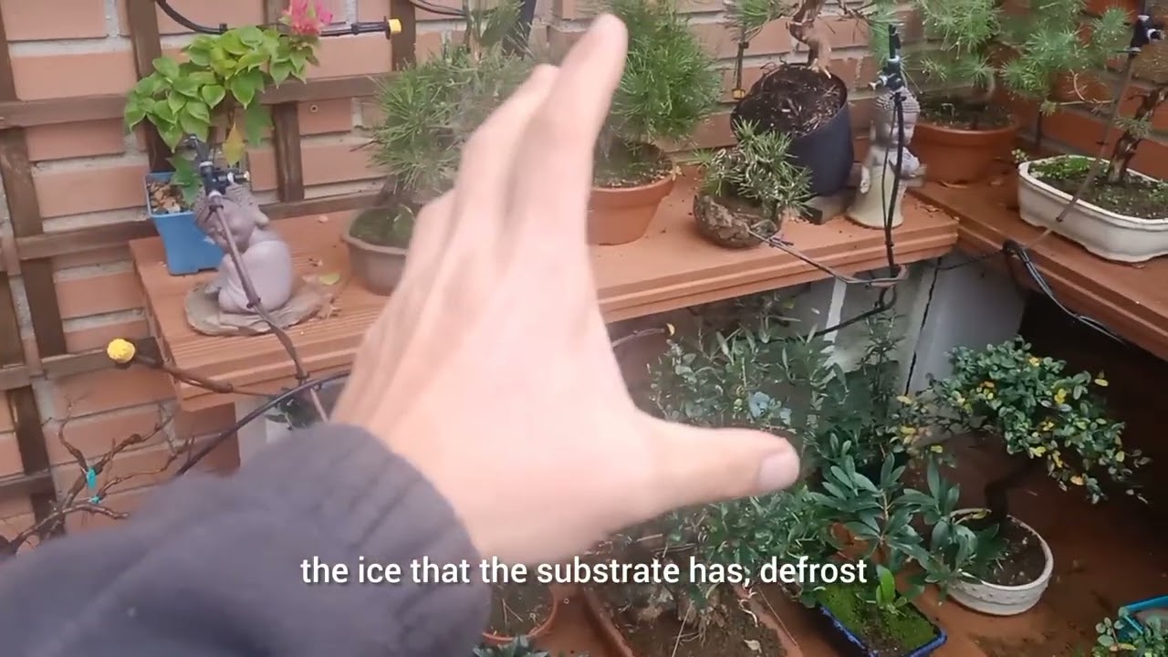 Como regar un BONSÁI en invierno 🤔How to water a BONSAI in winter