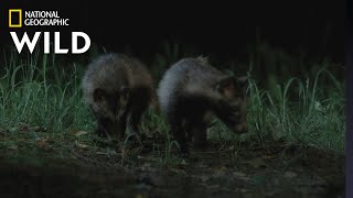 Meet the Raccoon Dogs of South Korea | Wild Korea