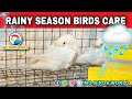 RAINY Season Birds Caring || பறவைகளை மழை காலத்தில் எப்படி பாதுகாப்பது || MG BIRDS WORLD