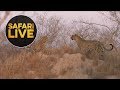 safariLIVE - Sunset Safari - August 15, 2018