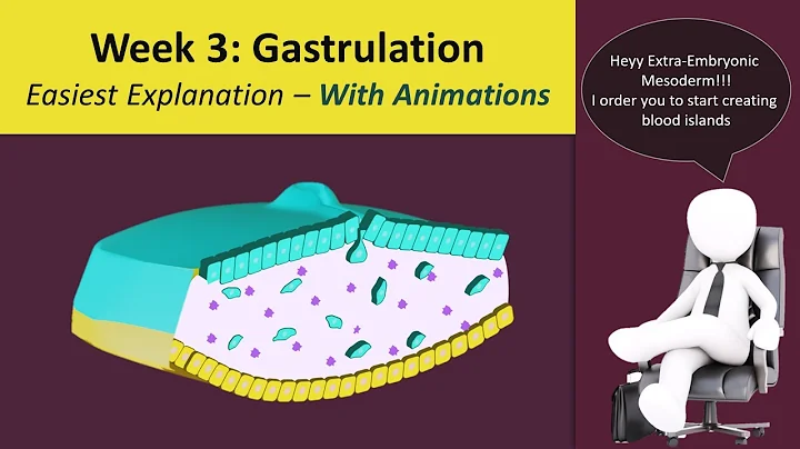 Gastrulation - Human Embryology - 3rd Week [Animated] - MedicoVisual