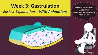 Gastrulation - Human Embryology - 3rd Week [Animated] - MedicoVisual