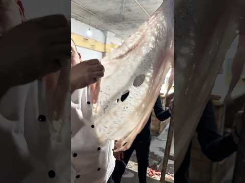 منديل طرب خروف برقي صحراوي الجزارعيدسينا