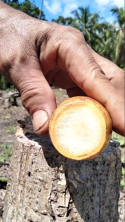 The Surprising Powers of Super Fresh Betel Nut!