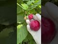Ч правила