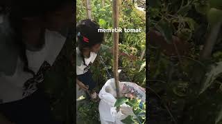 memetik tomat
