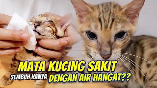 MATA KUCING SAKIT! SEMBUH HANYA DENGAN AIR HANGAT?? by O Pet LOVE CAT 3,339 views 1 year ago 8 minutes, 11 seconds