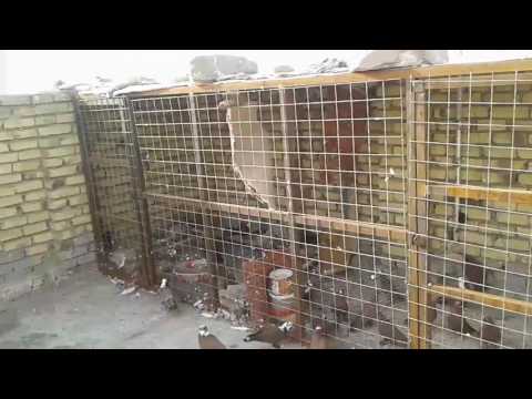 اقفاص حديد للطيور