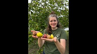 When to Pick Your Figs