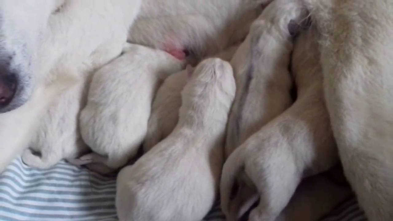 Kishu puppies - six males...