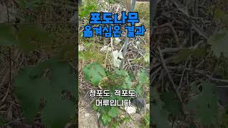 포도나무 옮겨 심은 결과.