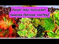 FRONTYARD SUCCULENT GARDEN (BEFORE & AFTER) 🌿🌵🌱