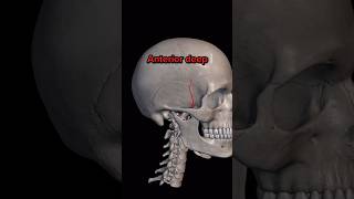 Anterior Deep Temporal Artery