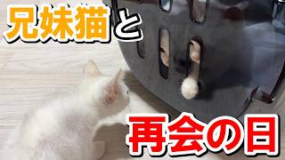 生死を彷徨った子猫が２か月ぶりに兄妹と再会した日