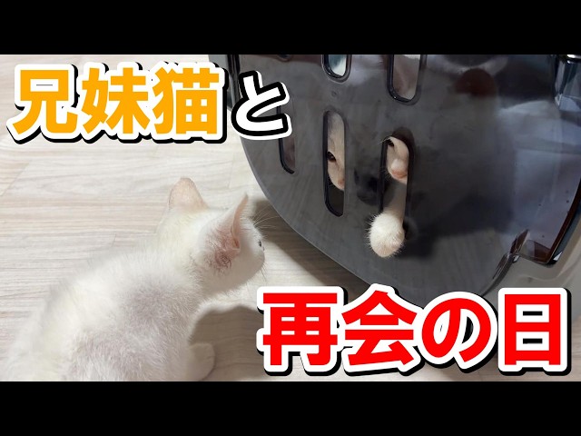 The Day a Kitten Who Cheated Death Reunited With Its Siblings