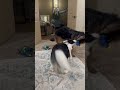 Arya the German Shepherd plays Tug of War in a Shepherd vs Shepherd Battle!!