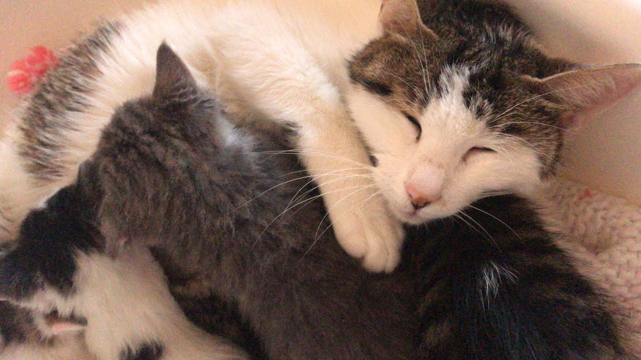 Yavru Kediler 38 Gun Anne Kedi Ve Sevimli Kedi Yavrulari Uyku Ve Rahatlama Zamani Kedi Videolari Youtube