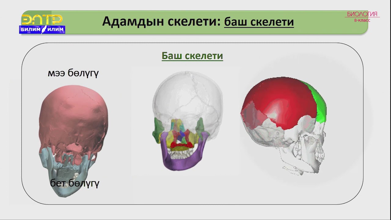 8-класс | Биология | Таянгыч жана кыймылдаткыч системасы