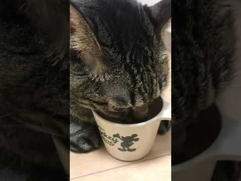 ASMR猫が水を飲む音