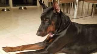 Sam Got Stuck With His Chocker Color.