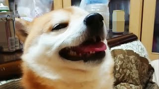 急に甘えだす柴犬