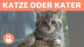 KATZE oder KATER - Die wichtigsten UNTERSCHIEDE, um herauszufinden wer besser zu dir passt