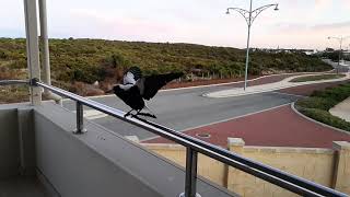 Australian Magpie Landing https://www.facebook.com/AustralianMagPieResearch/