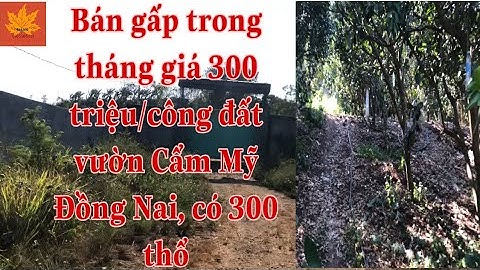 Bán 1,1 mẫu đất rẫy đẹp ở Cẩm Mỹ Đồng Nai cách Quốc Lộ 56, 500m Cách Sân Bay Long Thành 20 phút
