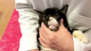 全身スパが気持ち良過ぎて延長を求めてくる猫