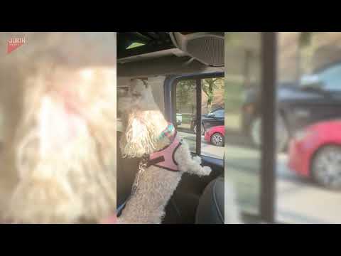 Dog Hows Loud to Sound of Firetruck Siren - 1805450