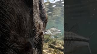 Buffalo's Amazing Natural Treatment #wildlife #animals #nature #shorts