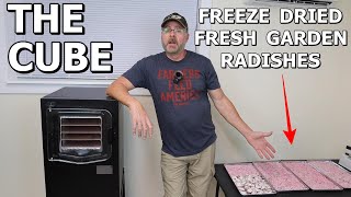 The Cube - Freeze Drying Radishes