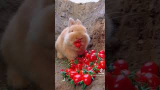 الأرنب يأكل الطماطه