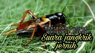 Suara Jangkrik Jernih Untuk Masteran Burung Dan Usir Tikus
