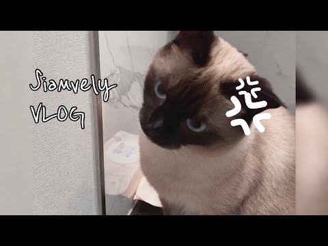 샴블리 vlog • 수다쟁이 샴고양이 해석좀 해주세요