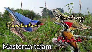 masteran pelatuk- pijantung gunung- rambatan doraemon / tembakan pedas cabe rawit