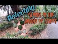 S03e10  treasure island in the street metal detecting with equinox 600