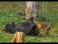 Unbelievable Love between Gorilla and Monkey! 🤣🤣